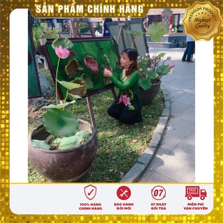 Hạt Giống Hoa Sen Lớn (Sen Ta) 10 Hạt