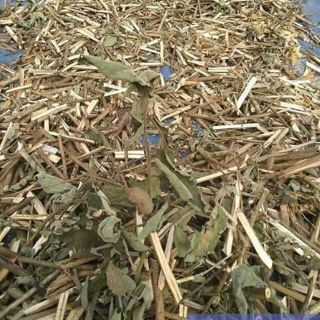 Cây An Xoa(cây thuốc nam)
