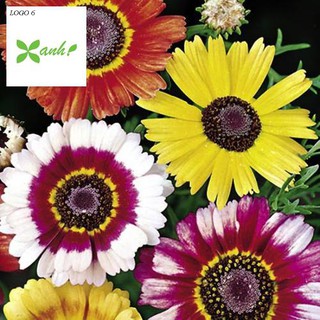 Hạt giống  hoa cúc chi mix 50 hạt