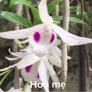 Phi điệp 5 cánh trắng phú thọ