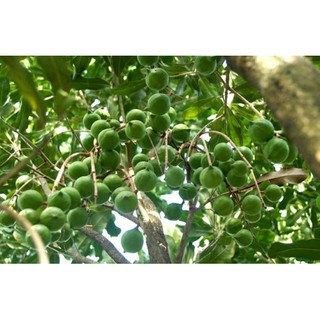 Cây giống Mắc Ca Ghép ( Giống chuẩn, siêu sớm ).