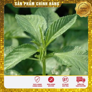 Hạt giống rau đay xanh rau đay trồng gia đình hat giong rau day xanh 20 gram