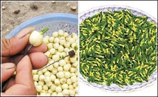500g trà tim sen khô( tâm sen khô) hàng đẹp