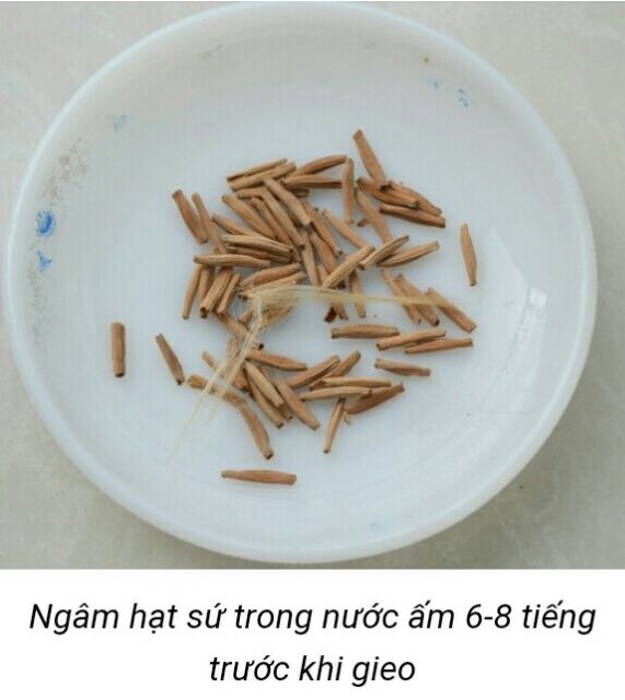 Hạt giống sứ thái kép 3k(nhiều màu,nhiều mẫu)