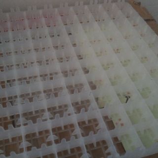 Khay đảo trứng l100