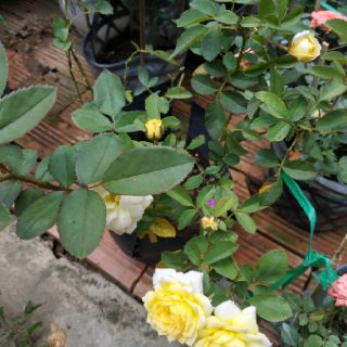 Chậu hồng đổi màu