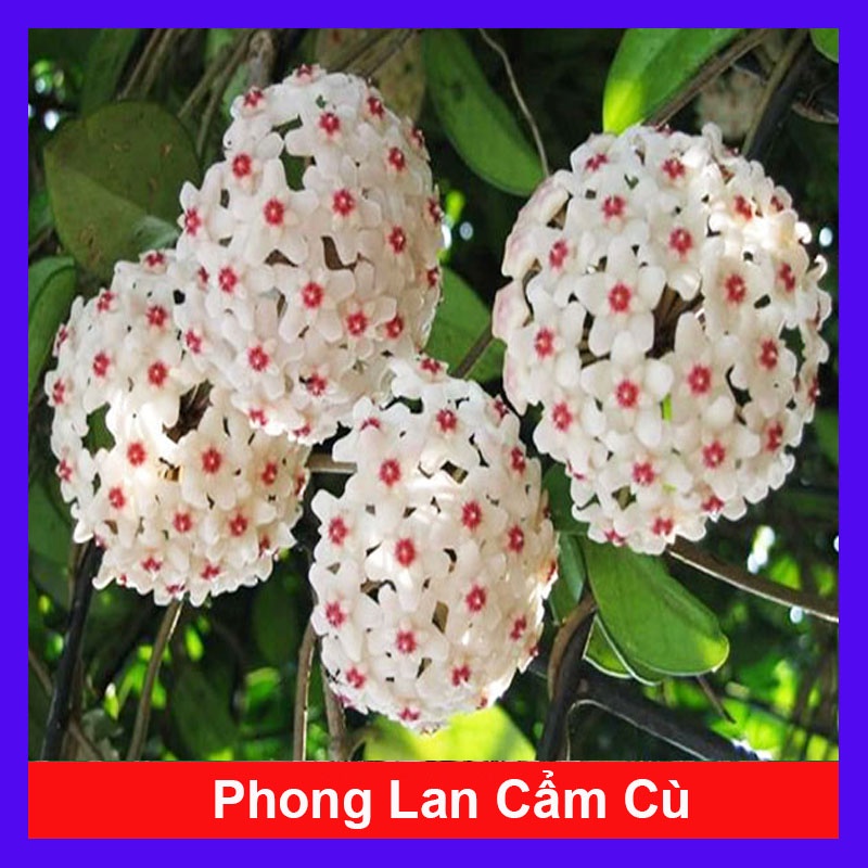 Lan Cẩm Cù - cây cảnh trong nhà