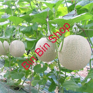 HẠT GIỐNG DƯA LƯỚI XANH RUỘT VÀNG gói 10 hạt