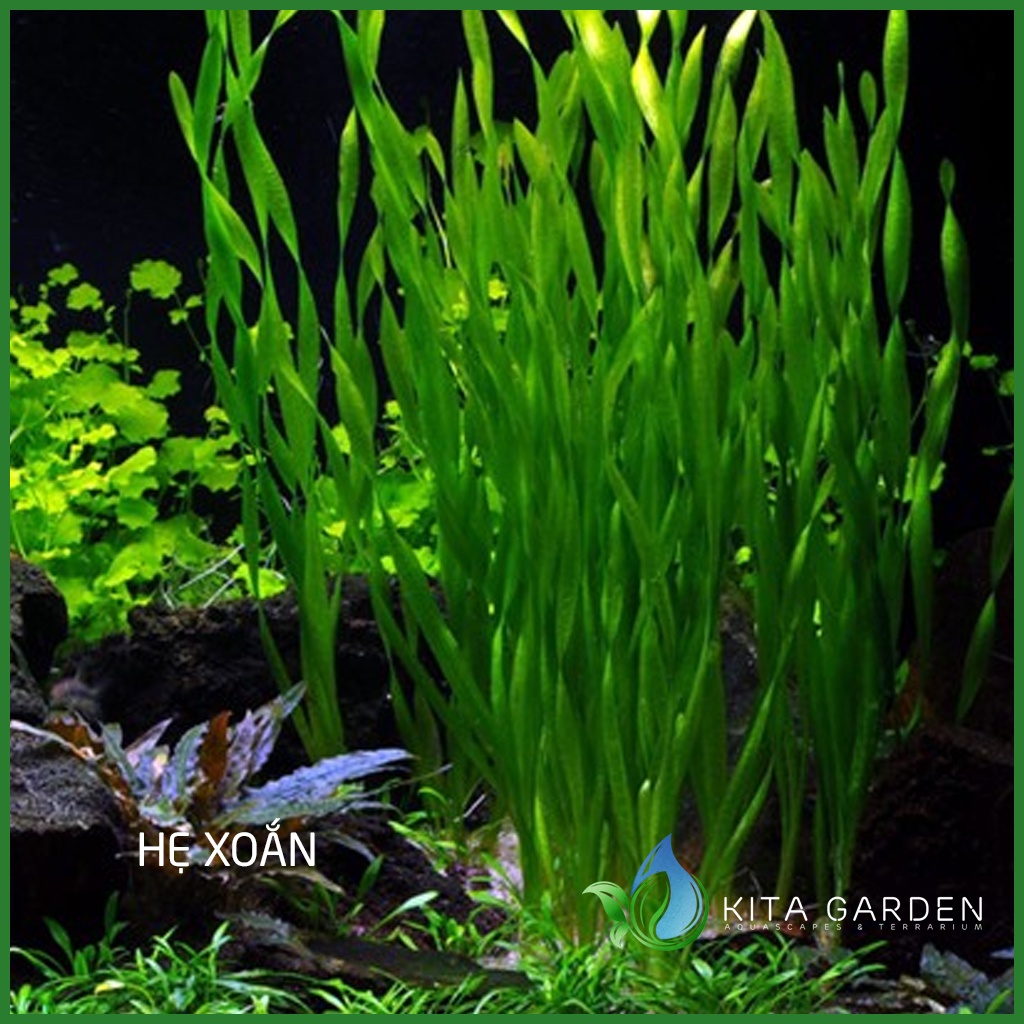 CÂY THUỶ SINH HẸ XOẮN - Vallisneria americana sp natans