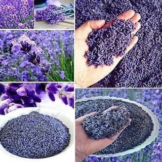 Túi nụ hoa oải hương Pháp