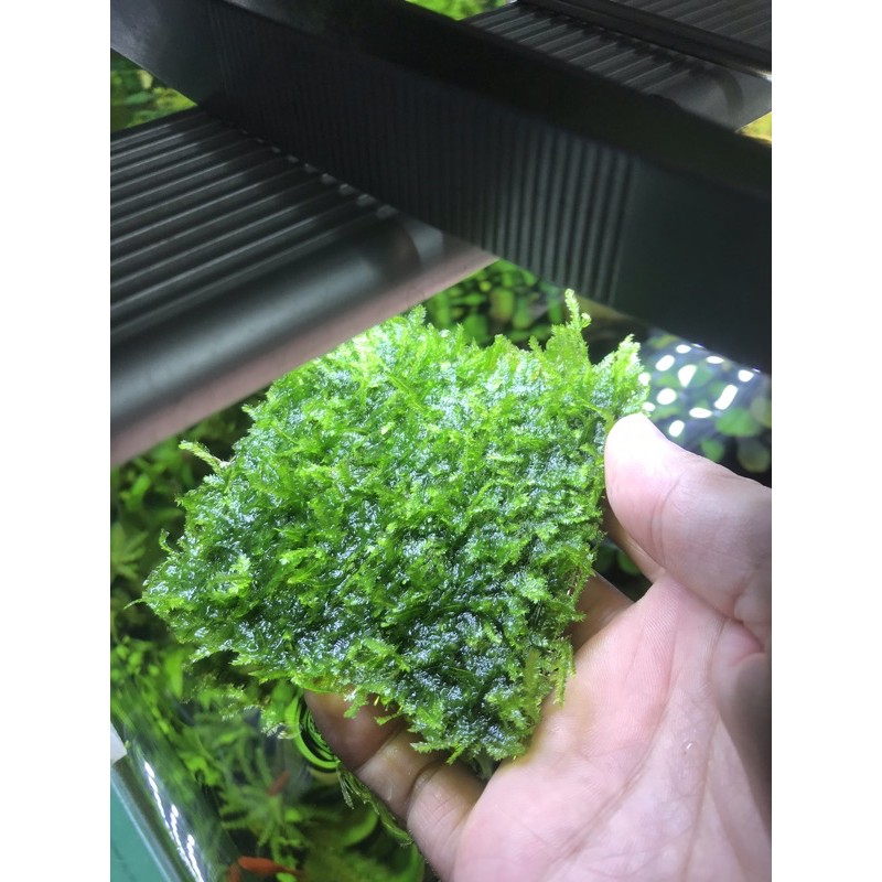 Vỉ Rêu Mini Taiwan 8x8