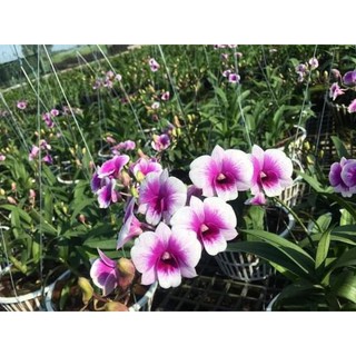 Lan Denro yaya giống