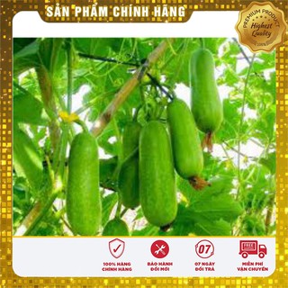 Hạt Giống Bí Đao Chanh - 0,5gr