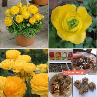 Củ hoa hồng mao lương màu vàng ( tặng kèm viên nén ươm củ )