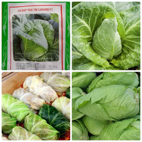 Hạt giống bắp cải xanh hinh trái tím F1 - Gói 30 Hạt