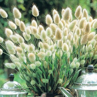Hạt giống hoa Cỏ đuôi thỏ