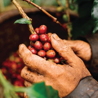 Cà phê Drip Cầu Đất Farm 250g