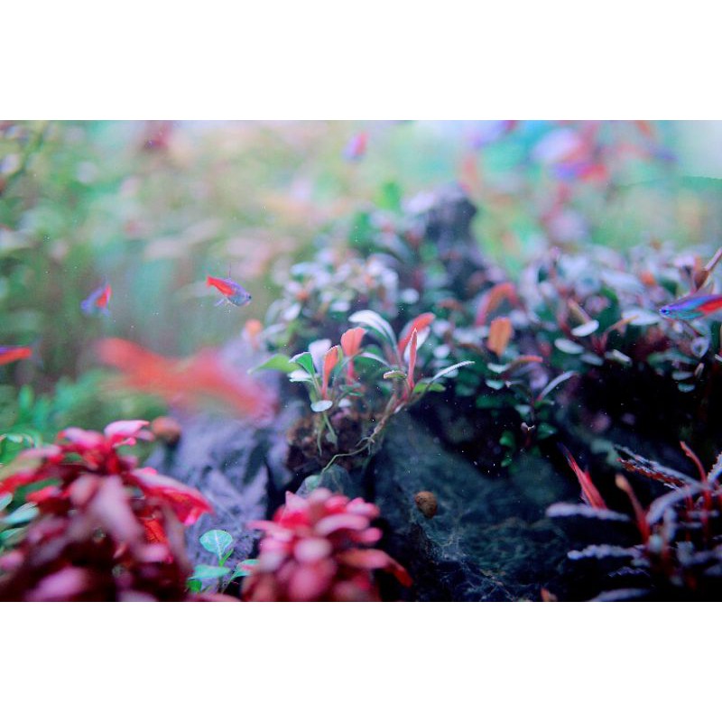 Cây thủy sinh Bucep MIX