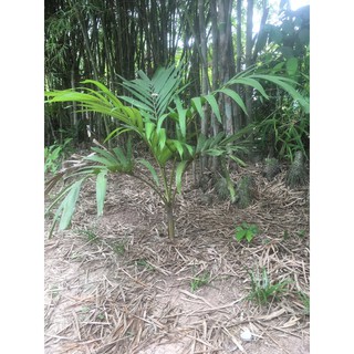 cây cau kiểng bầu đất không chậu