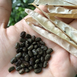Hạt hoa đậu biếc