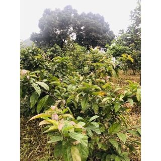 Hạt Giống - Cây giống Xạ Đen( chuẩn Hoà Bình, ngọn tím lá răng cưa) hỗ trợ u bướu, ung thư, men gan, huyết áp