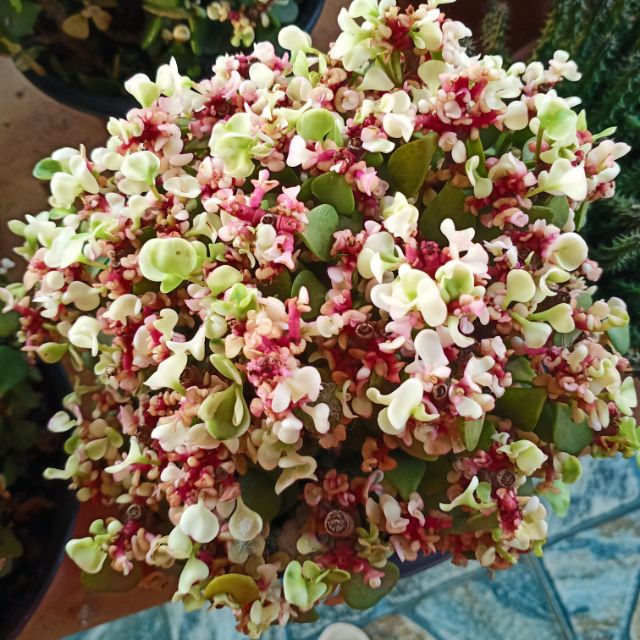 Sen đá đôla hồng (1 nhánh)