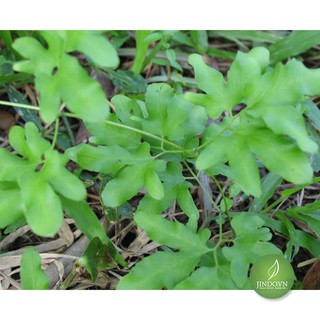 0,5kg Cây Bòng Bong (Hải kim sa) JD115