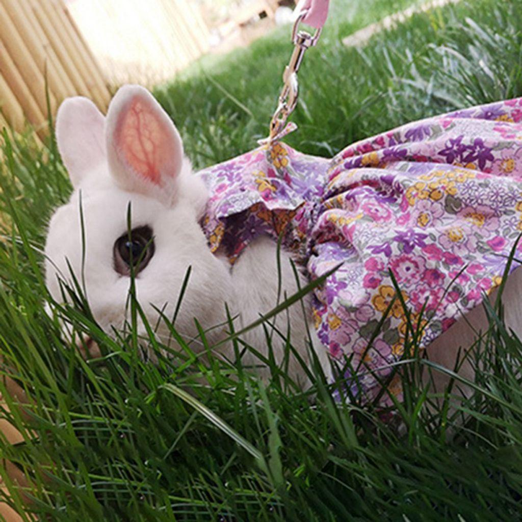 Váy Hoa Nhỏ Gọn Nhẹ Quyến Rũ Dành Cho Chuột Hamster, Thỏ Kèm Dây Dắt