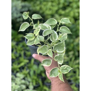 Cây Peperomia scandens 'Variegata', cây vàng lá bạc