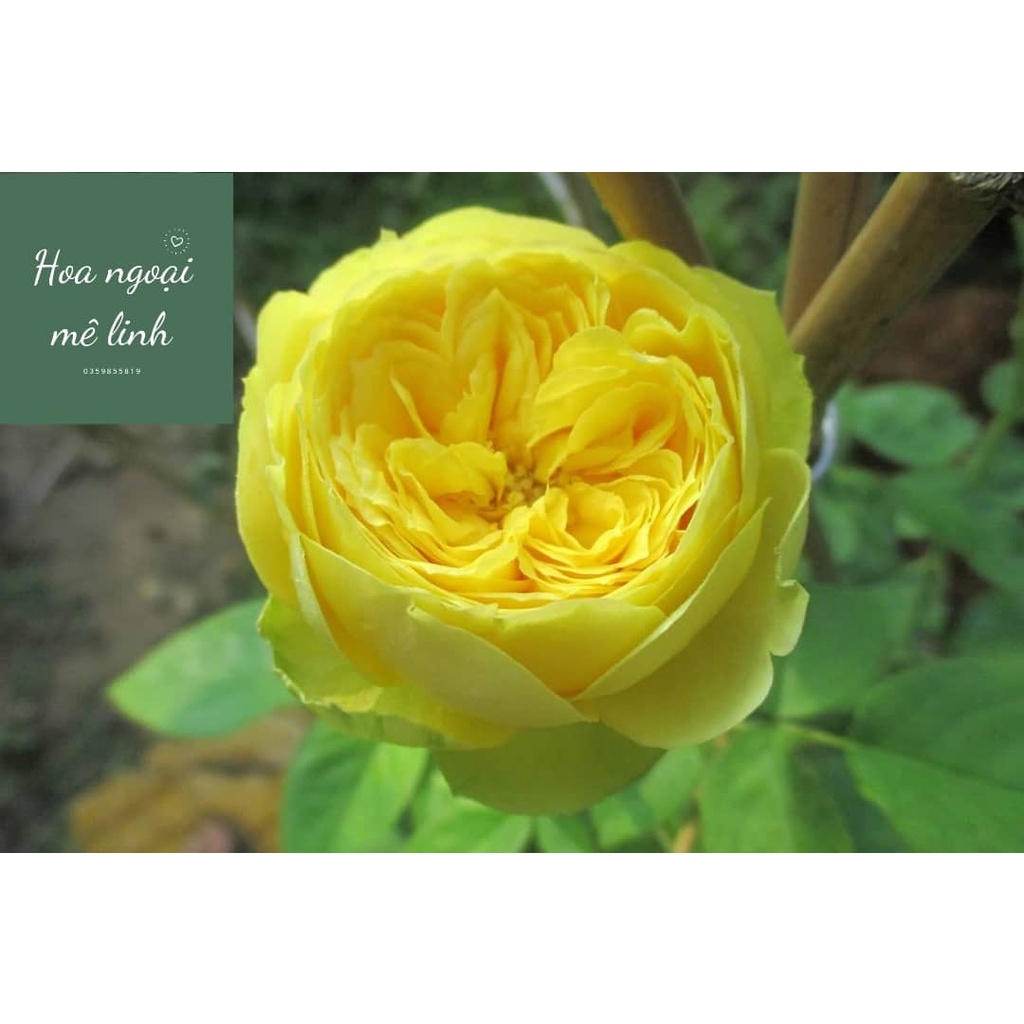 Hoa hồng Catalina rose màu vàng chanh tuyệt đẹp-Hoangoaimelinh