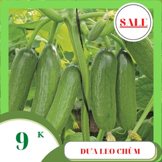Hạt giống dưa leo chùm siêu trái 50 hạt