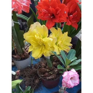 Củ huệ cánh kép - củ siêu to