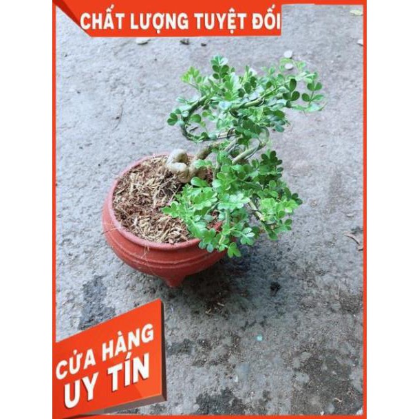 Chậu Cây Cần Thăng