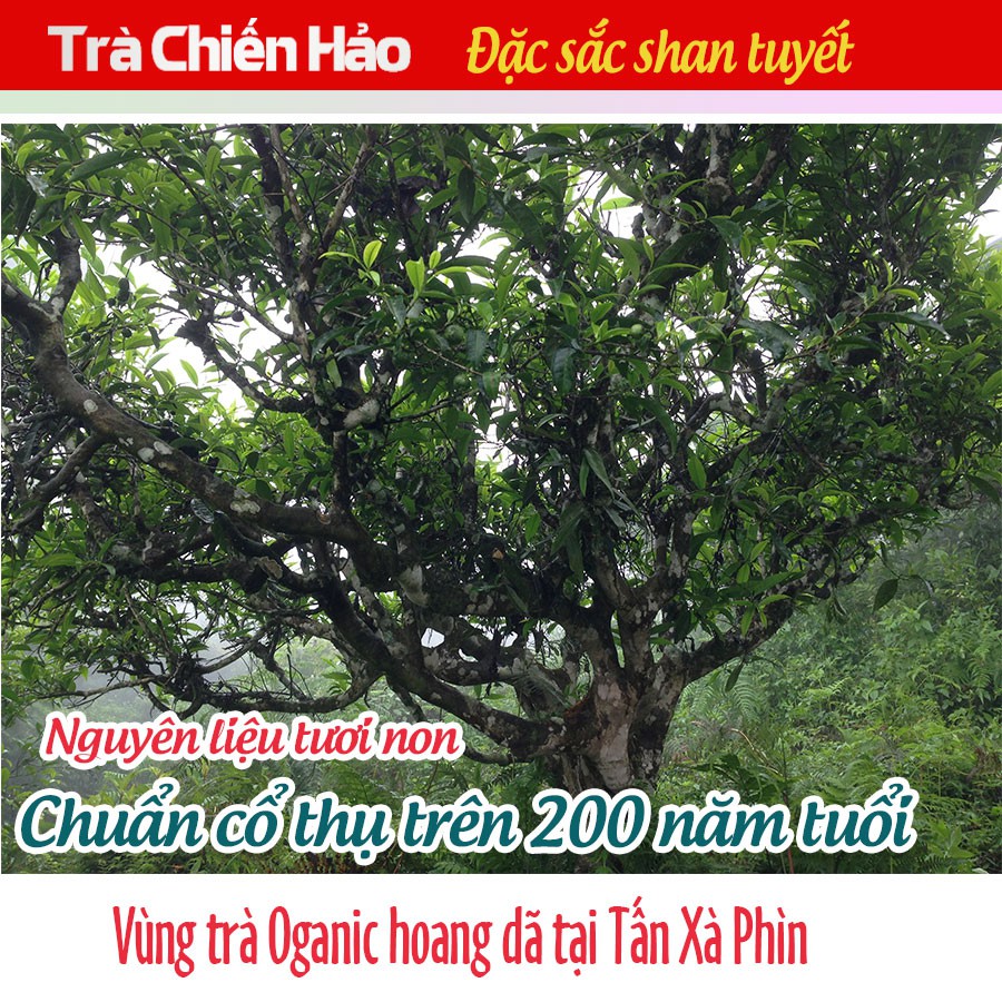 1 gói trà shan tuyết ngon hảo hạng 300g. Trà shan tuyết chuẩn ngon sạch 100% từ trà cổ thụ trên 200 tuổi. Trà Chiến Hảo