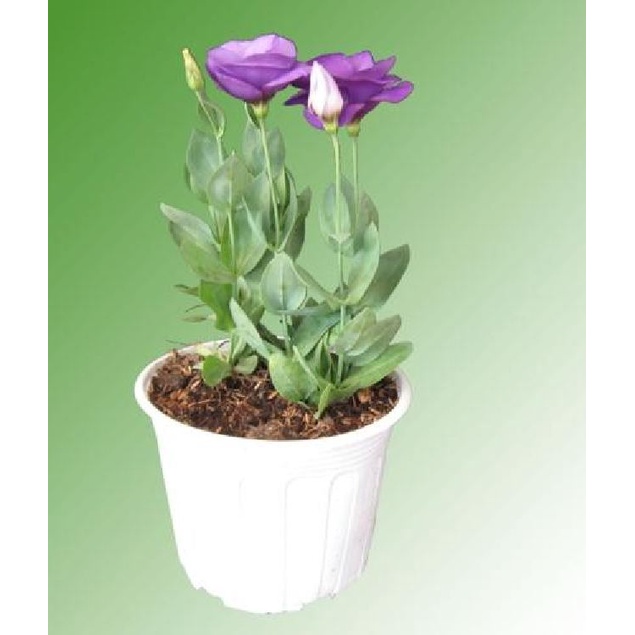 Hạt giống hoa cát tường nhiều màu KNS3622 - Gói 10 hạt