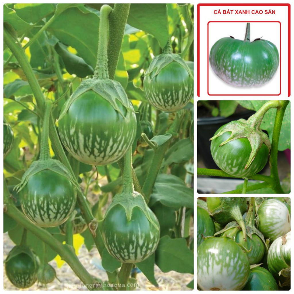 Hạt giống Cà bát ta da ếch - 1 gói 0,5gram - STHG2
