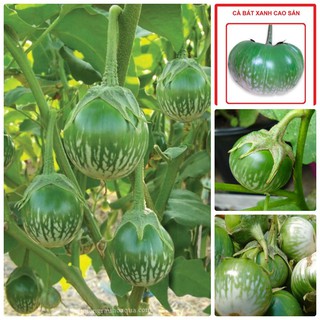 Hạt giống Cà bát da ếch - 1 gói/0,5gr