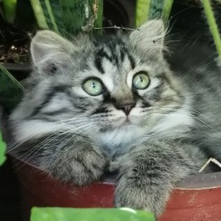 Tạp hóa Mèo Con ♥