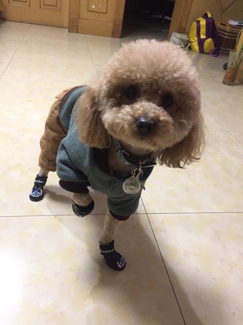 Giày silicone đi nắng, đi mưa cho chó mèo cưng♥️