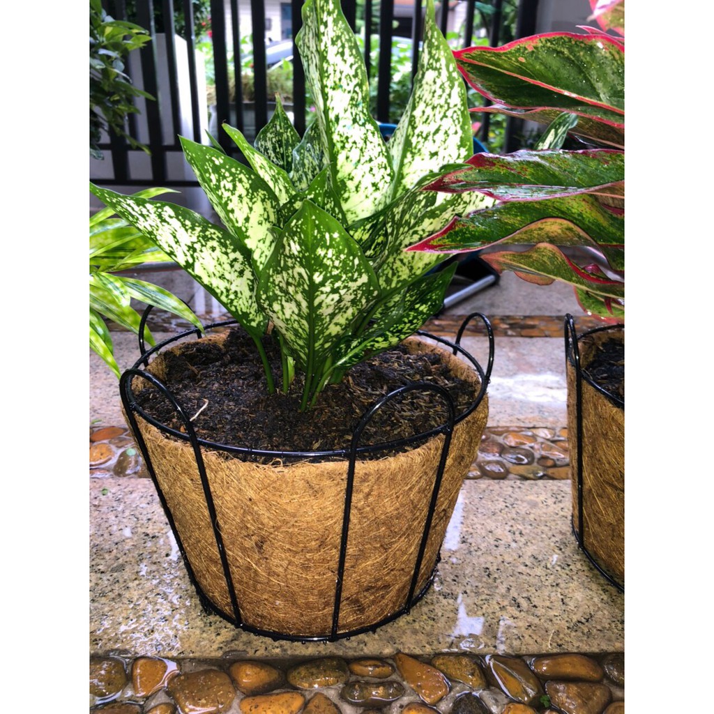 [GREEN HOUSE] Giỏ hoa xơ dừa tròn 2 tấc 3