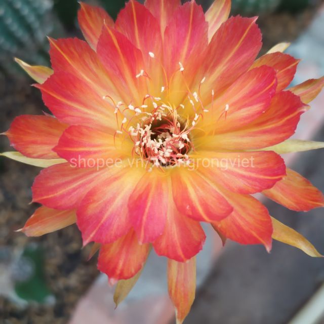 Xương rồng Lobi CRB