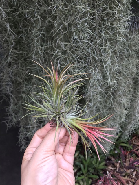 Cây không khí kim Yến chùm -Tillandsia ion fuego