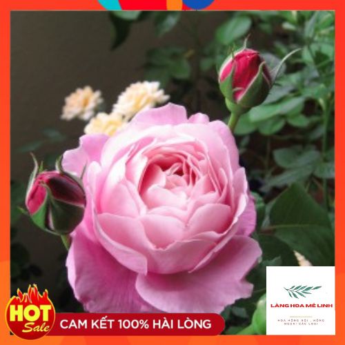 Hoa hồng leo  Soeur Emmanuelle rose   – Hồng leo Pháp hương thơm quyến rũ-Langhoamelinh