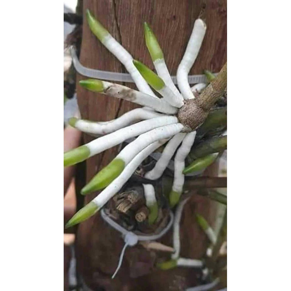 [HOT] Phân bón lá kích rễ Super Roots 3M 100g, siêu ra rễ cho cây trồng