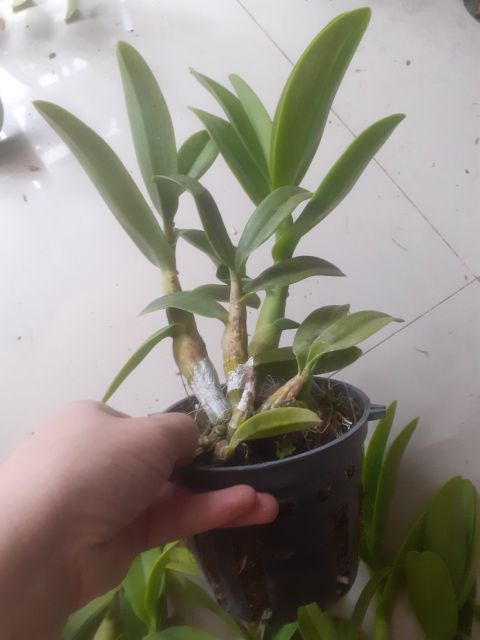 Denro nắng Pen cam hàng mới về!!