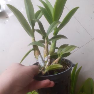 Denro nắng Pen cam xưa hoa thơm
