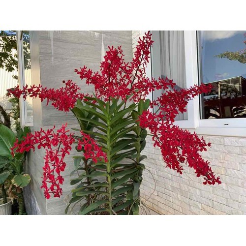 Combo 2 Lan Mokara Ren Red