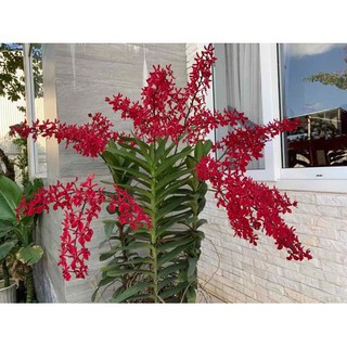 Combo 2 Lan Mokara Ren Red