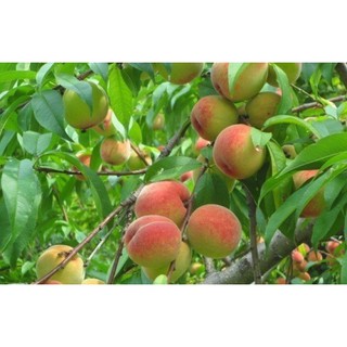 CÂY ĐÀO BÁT TIÊN - CÂY GIỐNG SIÊU SAI QUẢ - QUẢ NGON NGỌT - GỬI ĐI NGUYÊN BẦU - CÂY BON SAI