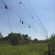 Lưới bẫy chim tàng hình Thái Lan 25m- lưới bẫy siêu nhạy